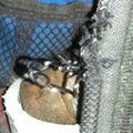 Abused Zipper